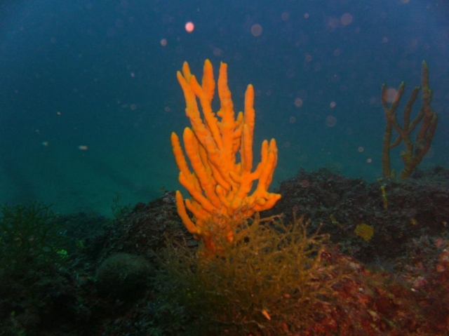  Marine flora 